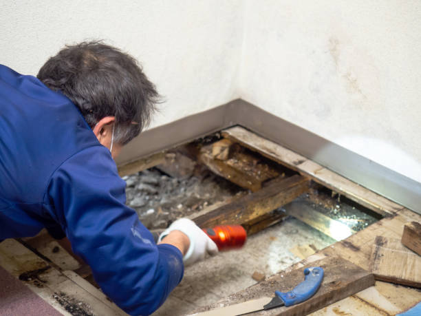 Best Local Mold Removal Service  in Borrego Springs, CA