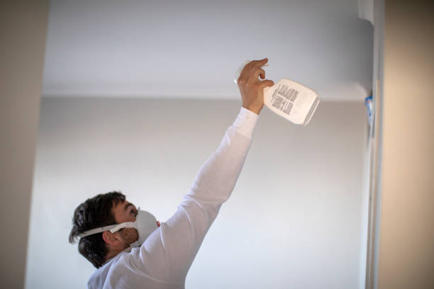 Mold Removal Process in Borrego Springs, CA