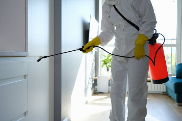 Borrego Springs, CA Mold Removal Company