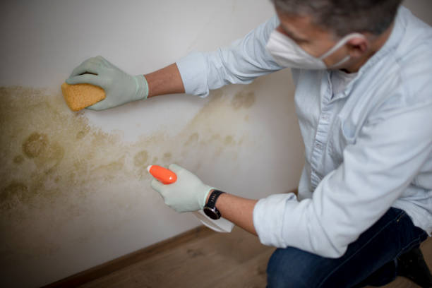 Best Fast Mold Removal  in Borrego Springs, CA