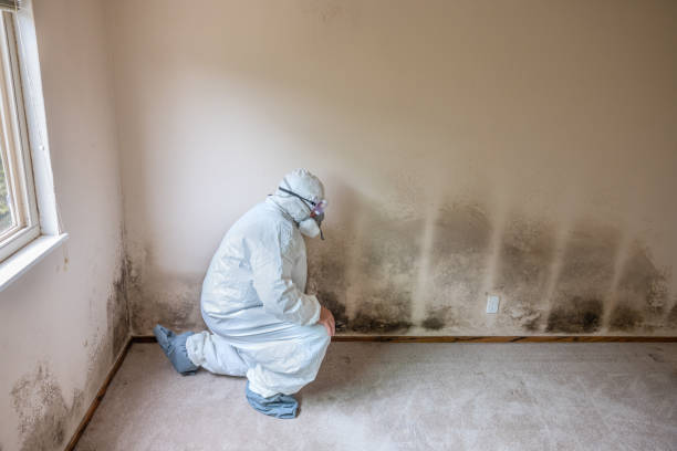 Best Mold Remediation  in Borrego Springs, CA