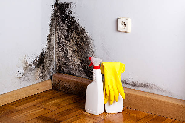 Reliable Borrego Springs, CA Mold Removal Solutions