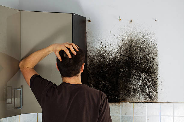 Best Home Mold Removal  in Borrego Springs, CA